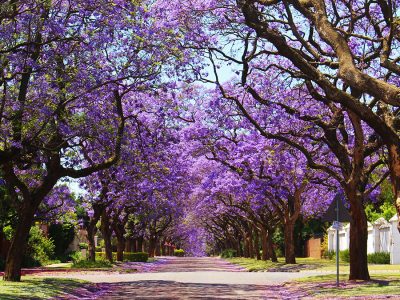 Árvores - Crédito: Shutterstock