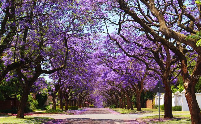 Árvores - Crédito: Shutterstock