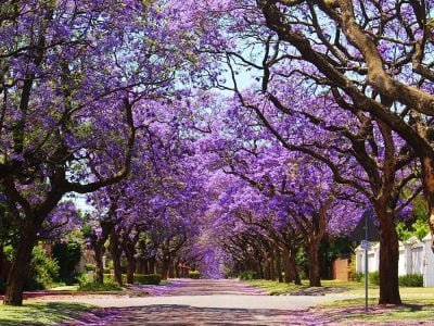 Árvores - Crédito: Shutterstock