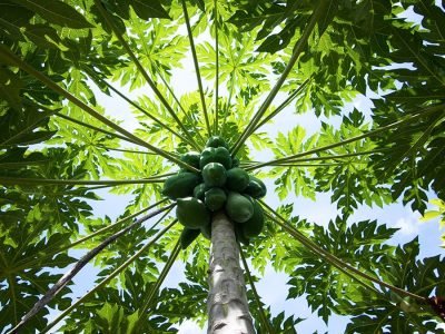 Mamão - Crédito: Shutterstock