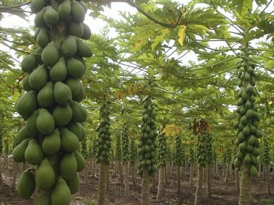 Mamão - Crédito: Brapex