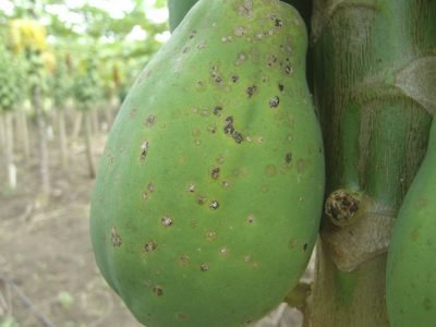 Mamão - Fotos: João Roberto Pereira