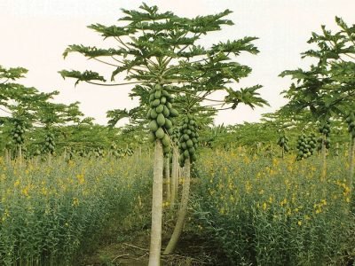 Mamoeiro - Crédito: José Eduardo Borges