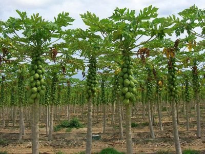 Mamões - Crédito: Satis