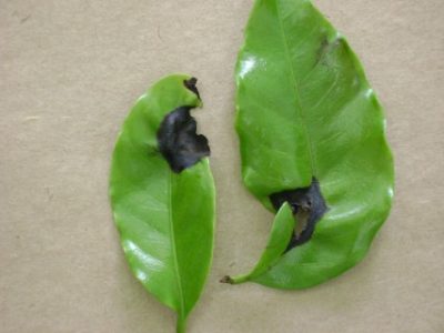 Mancha-de-Phoma-folhas-encurvadas-Credito-Vicente-Luiz-de-Carvalho-Telefone