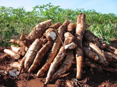 Mandioca - Crédito Embrapa