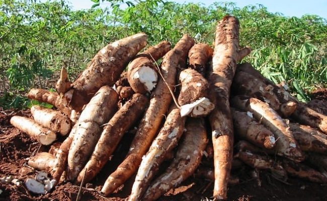 Mandioca - Crédito Embrapa