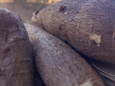 Mandioca / Divulgação EPAMIG