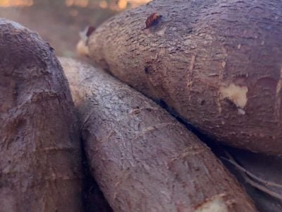 Mandioca / Divulgação EPAMIG