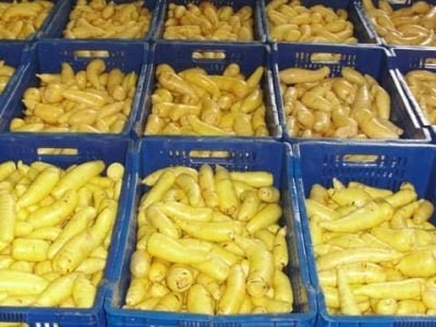 Baroa lavada em Mal Floriano - ES - Crédito Embrapa Hortaliças