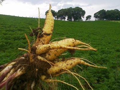 Mandioquinha-salsa 09 - Crédito Embrapa Hortaliças - Crédito Embrapa Hortaliças