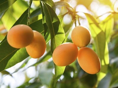 Manga - Crédito: Ascenza