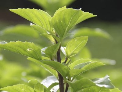 Manjericão - Crédito Luize Hess