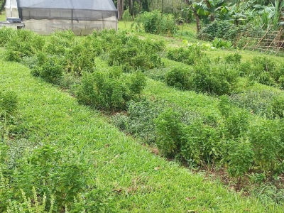 Plantas de manjericão e menta cultivadas em campo com aplicação semanal do bioestimulante da macroalga / Divulgação