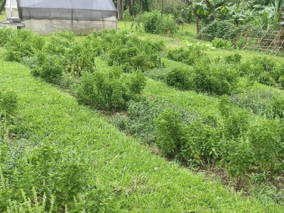 Plantas de manjericão e menta cultivadas em campo com aplicação semanal do bioestimulante da macroalga / Divulgação