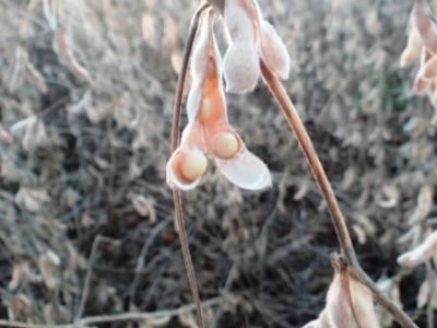 Cultivar Maracaju LE BRS 359RR-16