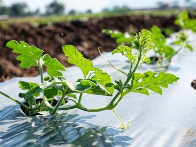 Melancia - Crédito: Shutterstock