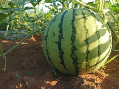 Melancia - Foto: Shutterstock