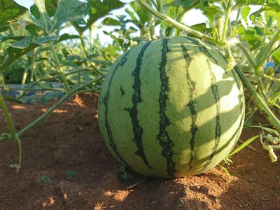 Melancia - Créditos: Shutterstock