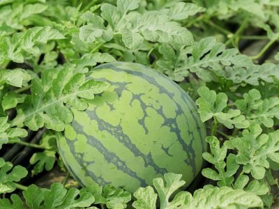 Melancia - Foto: Shutterstock