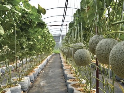 Melão - Fotos: Shutterstock