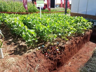 Microgeo adubação biológica