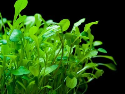 Microverdes -  Créditos: Shutterstock