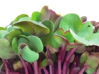 Microverdes - Foto: Isla