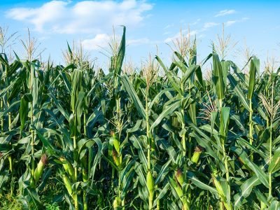 Milho - Fotos: Shutterstock