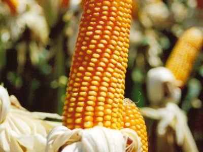 Milho-01-Crédito-Miriam-Lins-10-2012