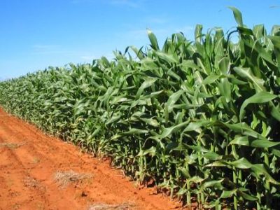 Milho-02-Crédito-Miriam-Lins-02-2019