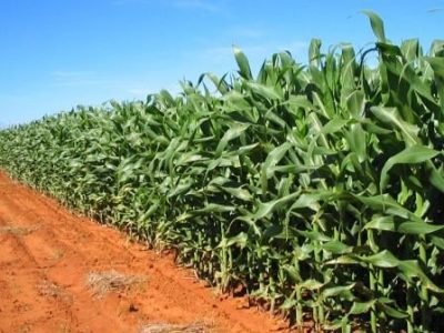 Milho-02-Crédito-Miriam-Lins-02-2019