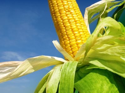 Milho-Crédito: Shutterstock