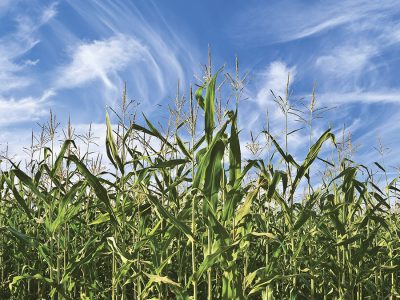 Milho - Crédito: Shutterstock