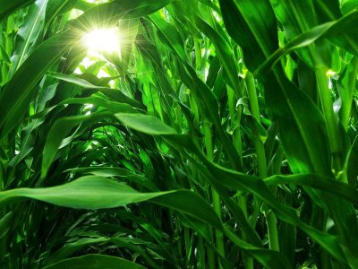 Milho - Foto: Shutterstock