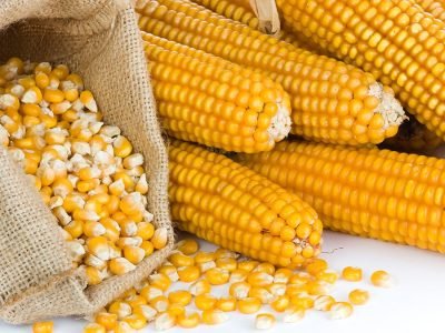 Milho - Crédito: Shutterstock