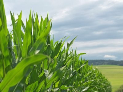 Milho - Fotos: Shutterstock