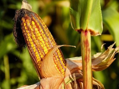 Milho - Foto: Pixabay