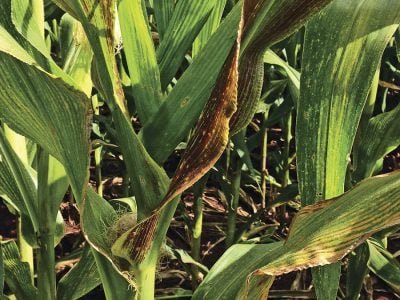 Milho - Crédito: André Aguirre