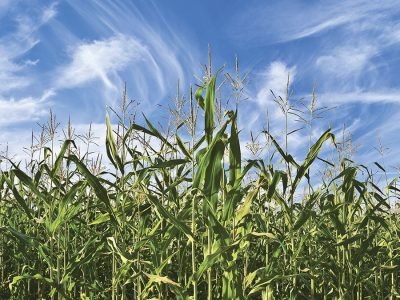 Milho - Crédito: Shutterstock