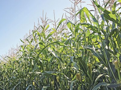 Milho - Crédito Shutterstock