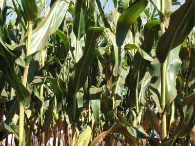 Crédito Miriam Lins