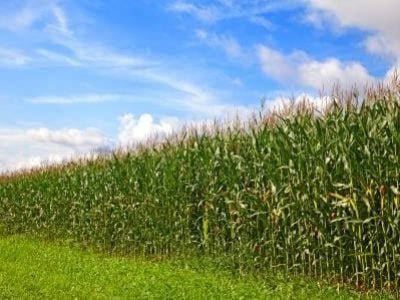 Milho-14-Crédito-Shutterstock-01-2020