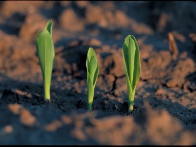 Milho-164-Crédito-Pioneer-Sementes-11-2013