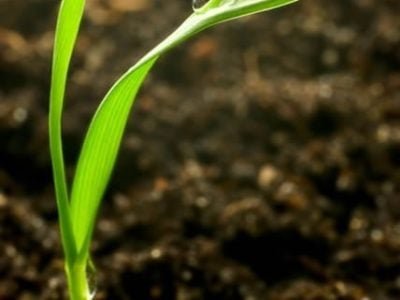 Crédito Shutterstock