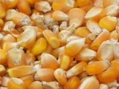 Crédito Miriam Lins