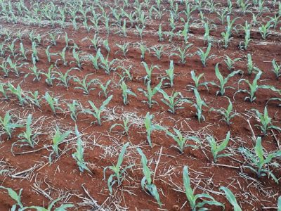 Milho - Foto: Paulo Arbex