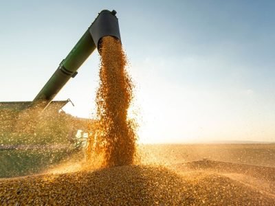 Milho - Foto: Divulgação