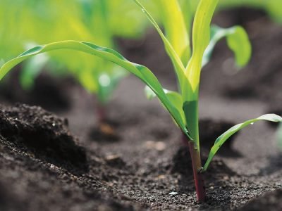 Milho - Fotos: Shutterstock