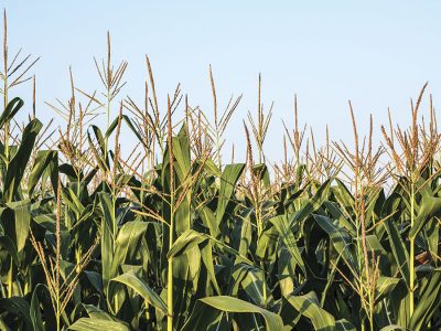 Milho - Crédito: Shutterstock